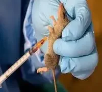 Plateau Records Fresh Lassa Fever Outbreak as Death Toll Rises